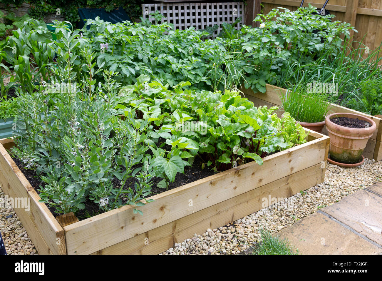 De plus en plus de légumes sur des lits surélevés dans un jardin privé Banque D'Images