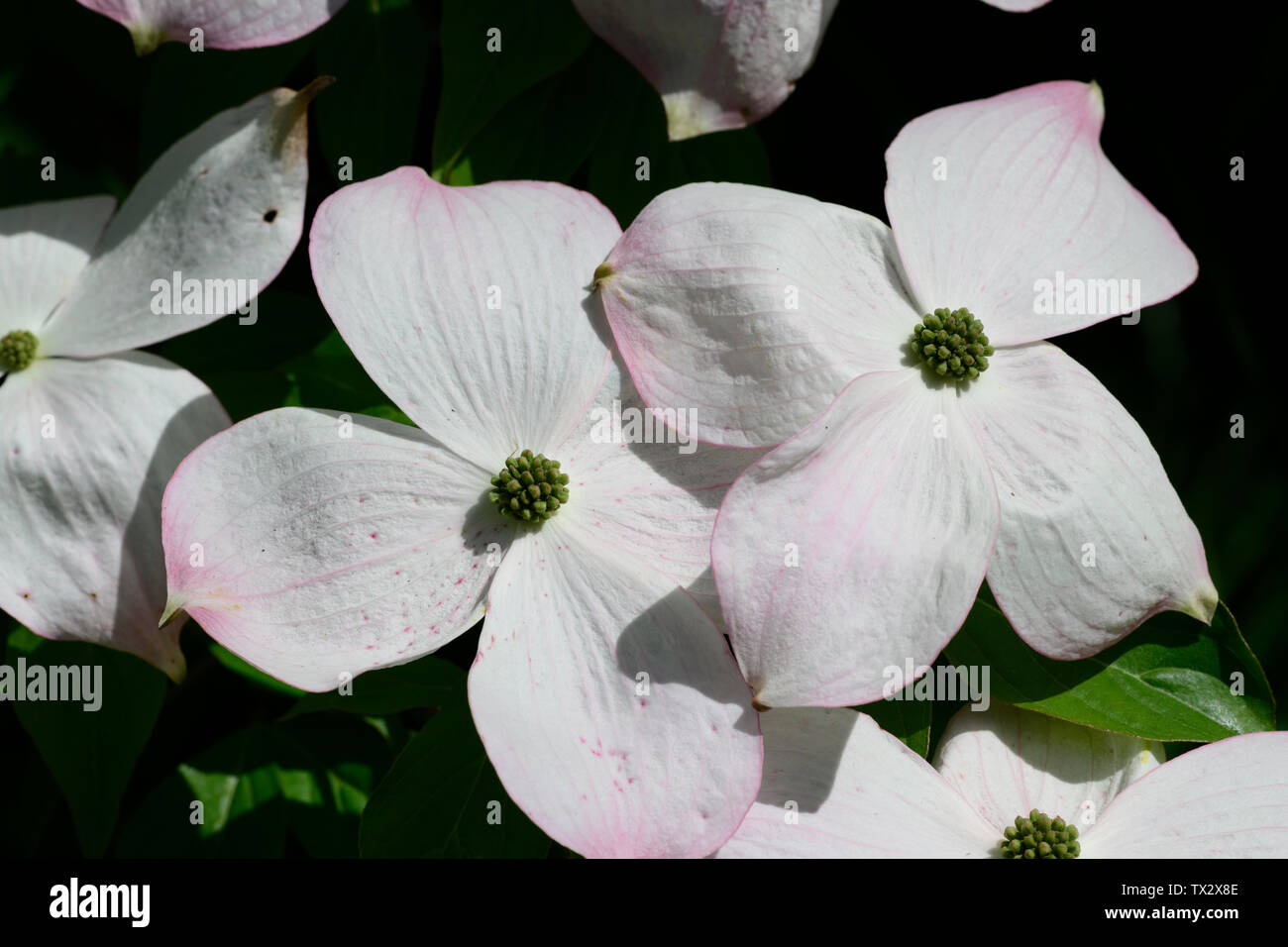 Cornouiller (Cornus kousa chinois var. chinensis), fleurs Banque D'Images