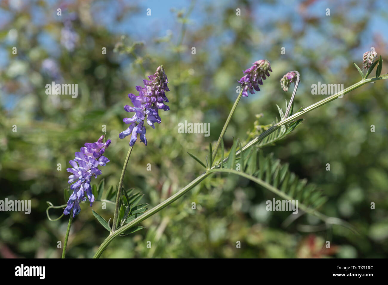 Floraison baignée de vesce jargeau / Vicia cracca dans une haie de Cornwall. Une fois l'usine de pièces utilisées comme médicament de la phytothérapie. Remède à base de plantes. Banque D'Images