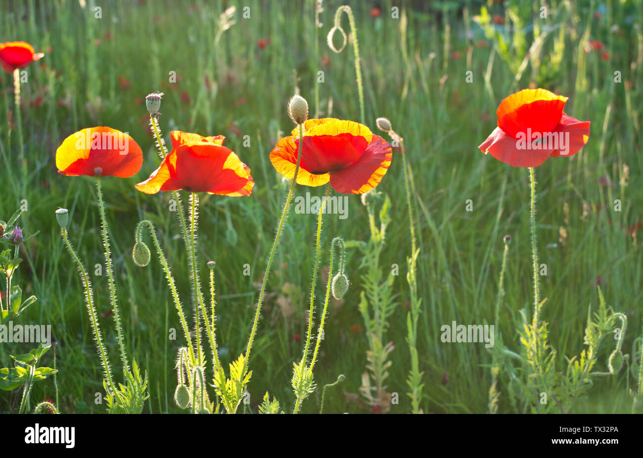 Les coquelicots rouges, rétroéclairé par le soleil de début de soirée. Banque D'Images