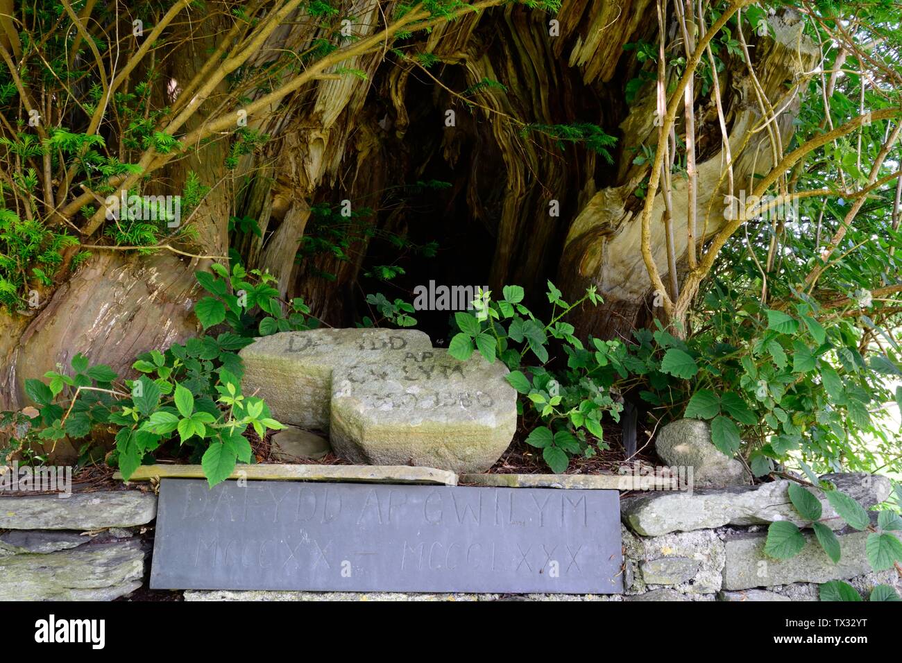 Plaque commémorative marquant la tombe de Dafydd ap Gwylim poète gallois du 14ème siècle dans une ancienne abbaye Floride strates Yew Tree Abati Ystrad Fflur Wales UK Banque D'Images