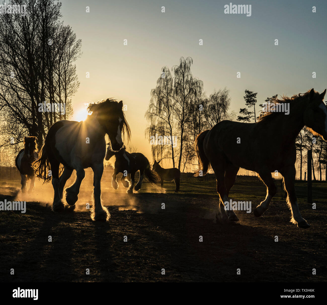 Chevaux qui courent dans les pâturages idylliques au coucher du soleil, Wiendorf, Berlin, Germany Banque D'Images