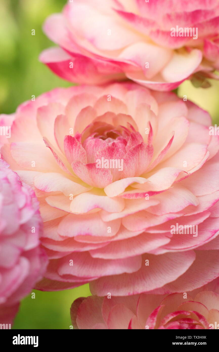 Ranunculus asiaticus en fleurs fleurs du cultivar dans un jardin de fleurs coupées en avril. Banque D'Images