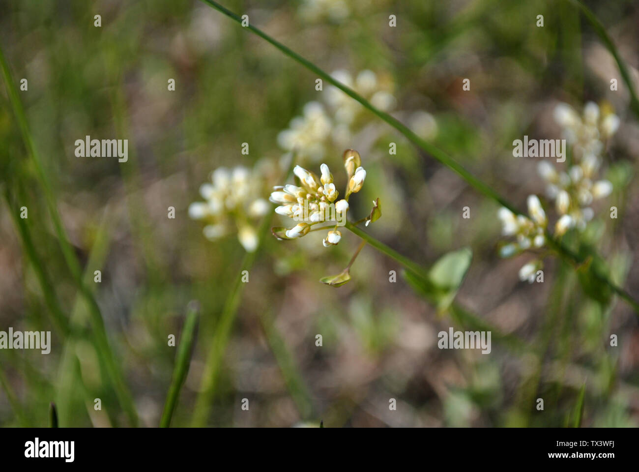 Petites Fleurs Blanches fleurs close up detail, floue fond d'herbe verte Banque D'Images