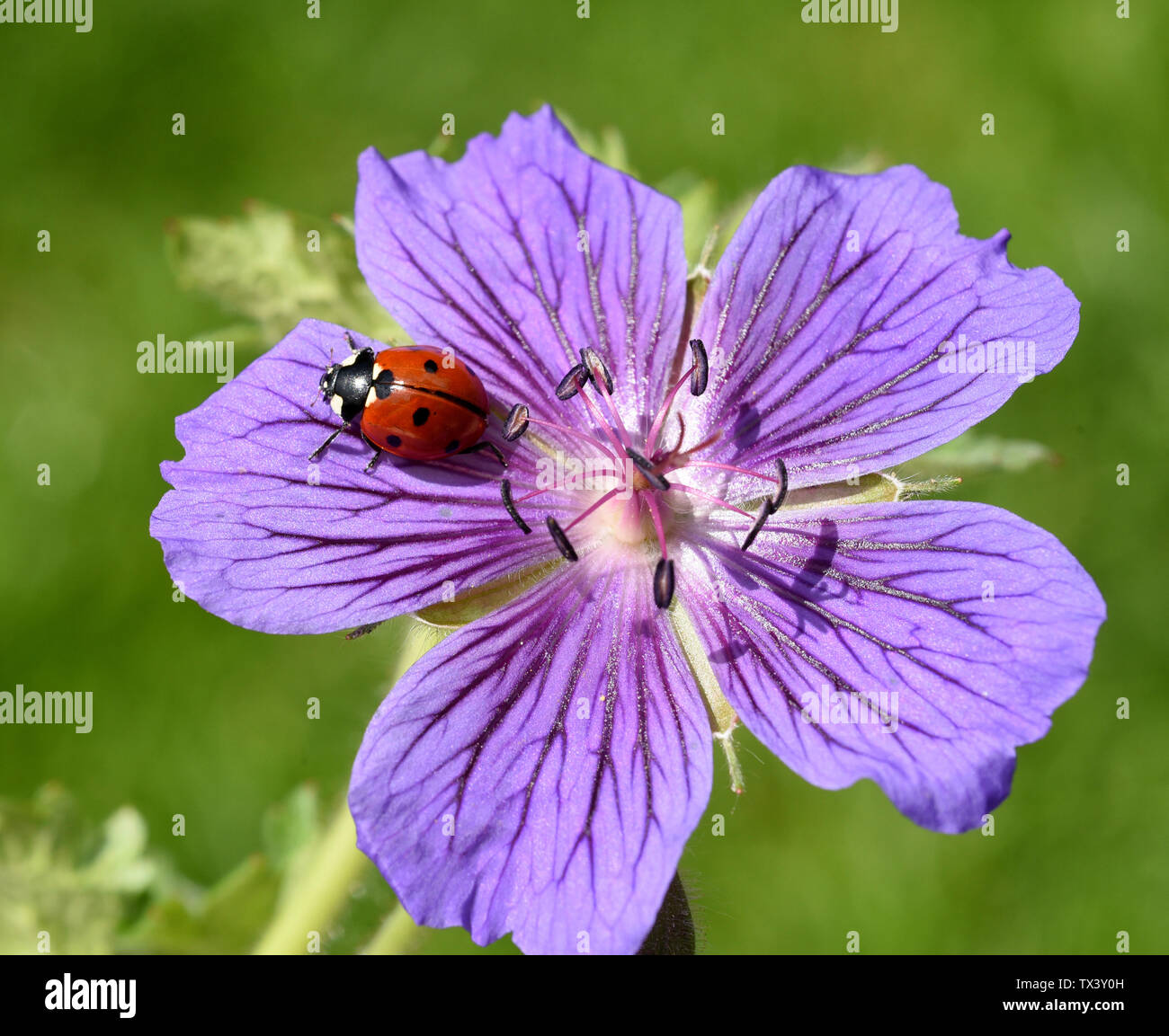 Semptempunctata Marienkaefer ; Coccinella ; Banque D'Images