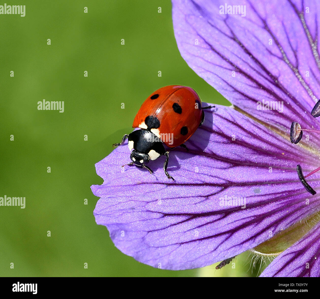 Semptempunctata Marienkaefer ; Coccinella ; Banque D'Images