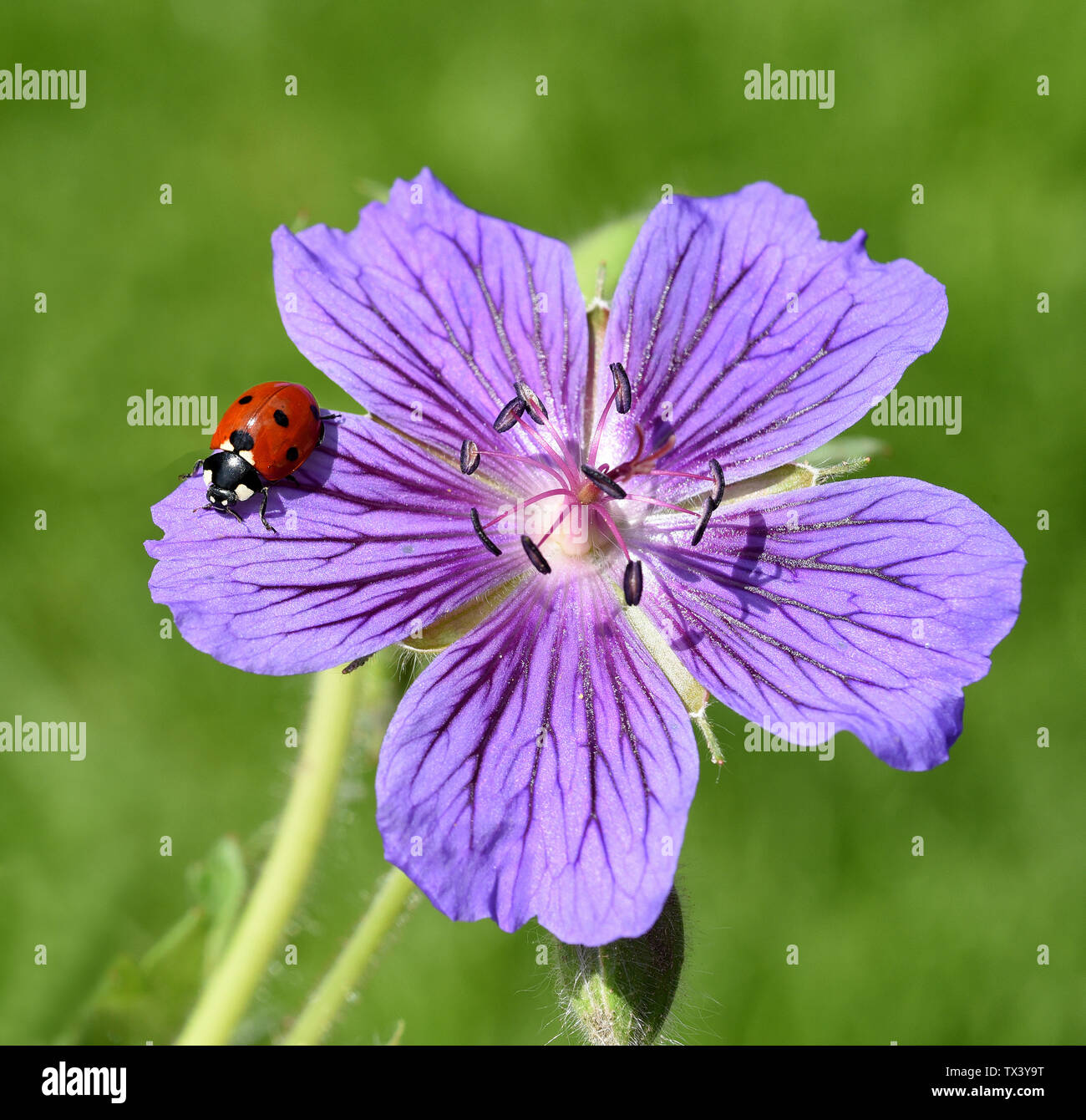 Semptempunctata Marienkaefer ; Coccinella ; Banque D'Images