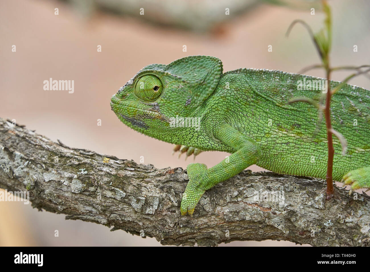 Caméléon commun (Chamaeleo chamaeleon) dans le sud de l'Espagne. L'Andalousie, Malaga. Reptiles en voie d'extinction. Banque D'Images