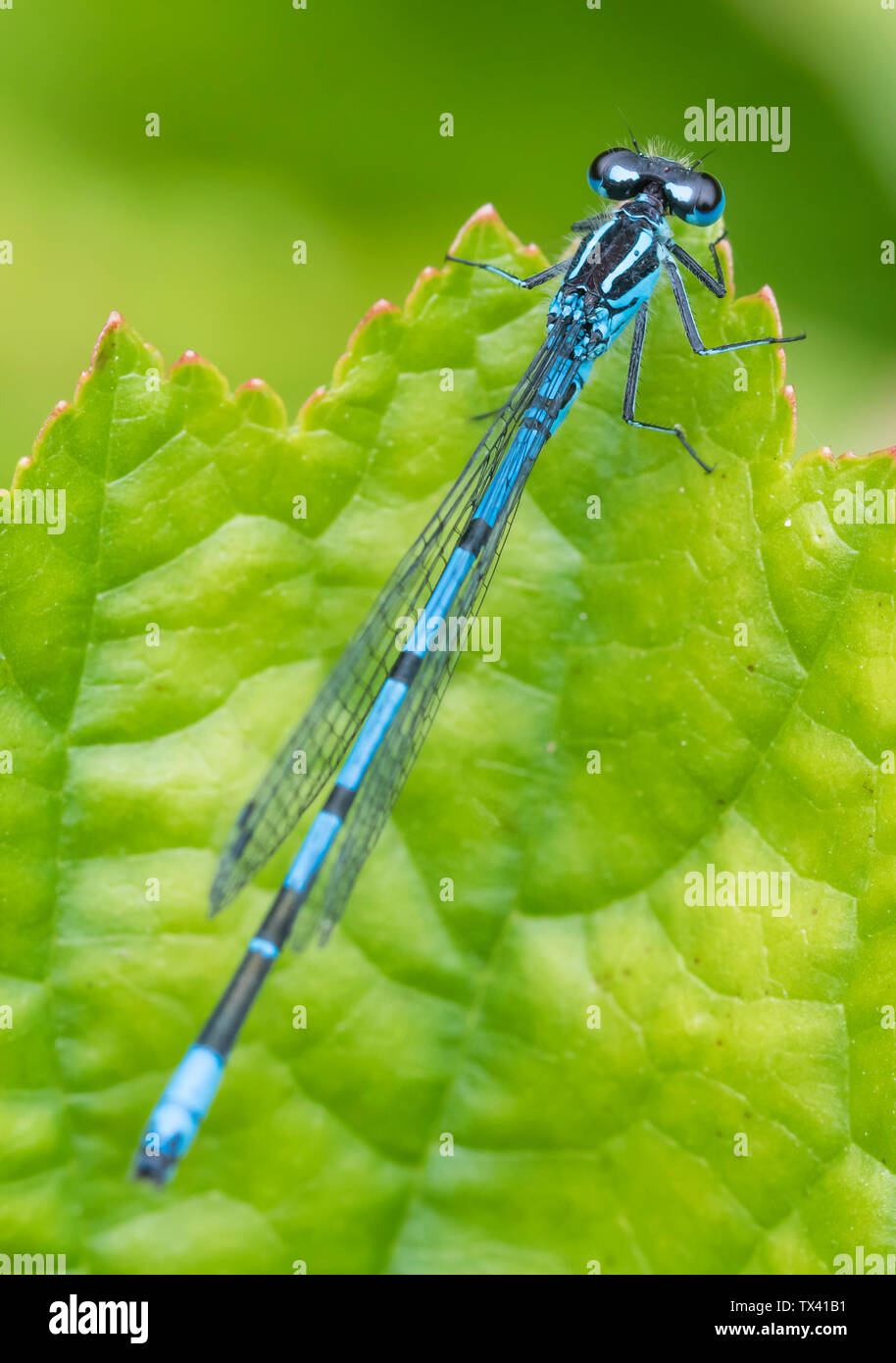 Coenagrion puella homme libre (Azure, demoiselle demoiselles) sur une feuille en été (juin) près de l'eau d'un étang de jardin dans le West Sussex, Angleterre, Royaume-Uni. Banque D'Images