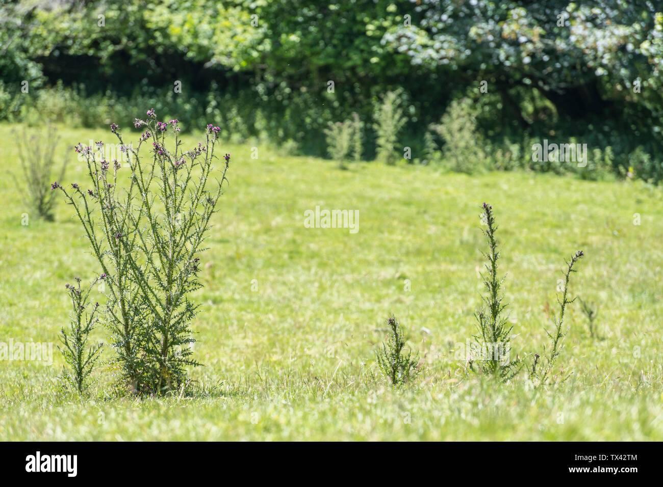 Marsh Chardon Cirsium palustre commence à fleurir. Pousse 6-7ft de haut se répandre que mûrit pendant la saison de croissance. Tiges comestibles. Métaphore douloureuse. Banque D'Images