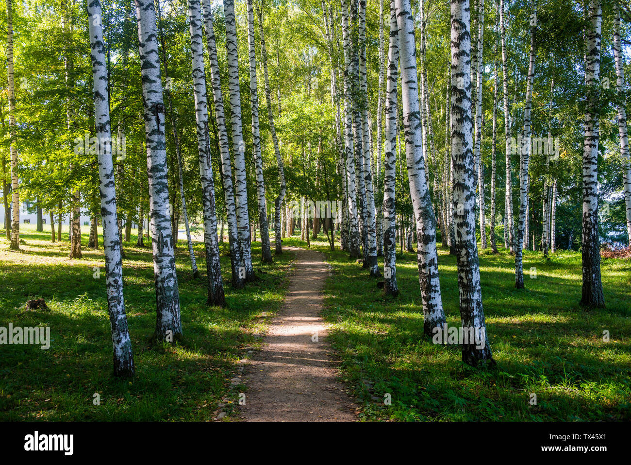 Forêt de bouleau, Plyos, anneau d'or, Russie Banque D'Images