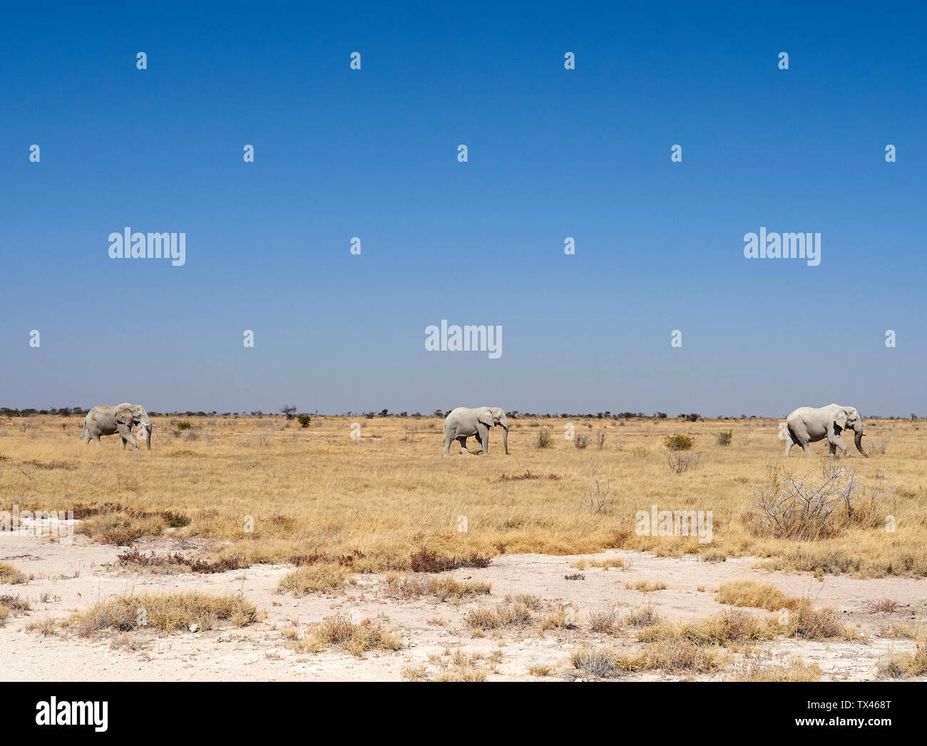 L'Afrique, la Namibie, l'Halali, Etosha National Park, de savane avec un groupe d'éléphants marchant à Banque D'Images