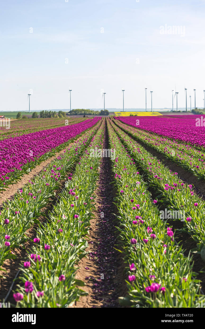 Allemagne, champ de tulipes au printemps Banque D'Images