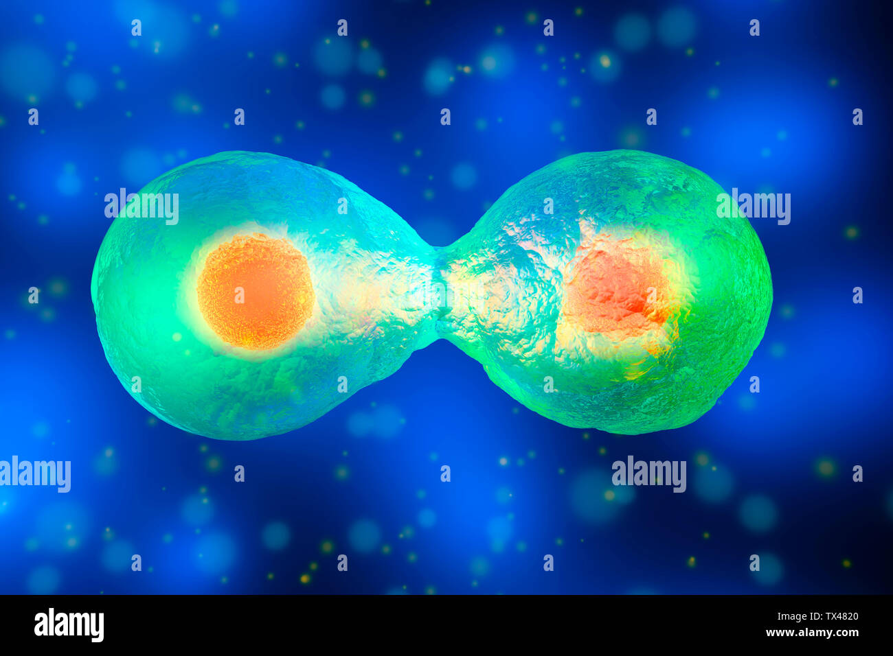 Illustration en rendu 3D, la division cellulaire Banque D'Images