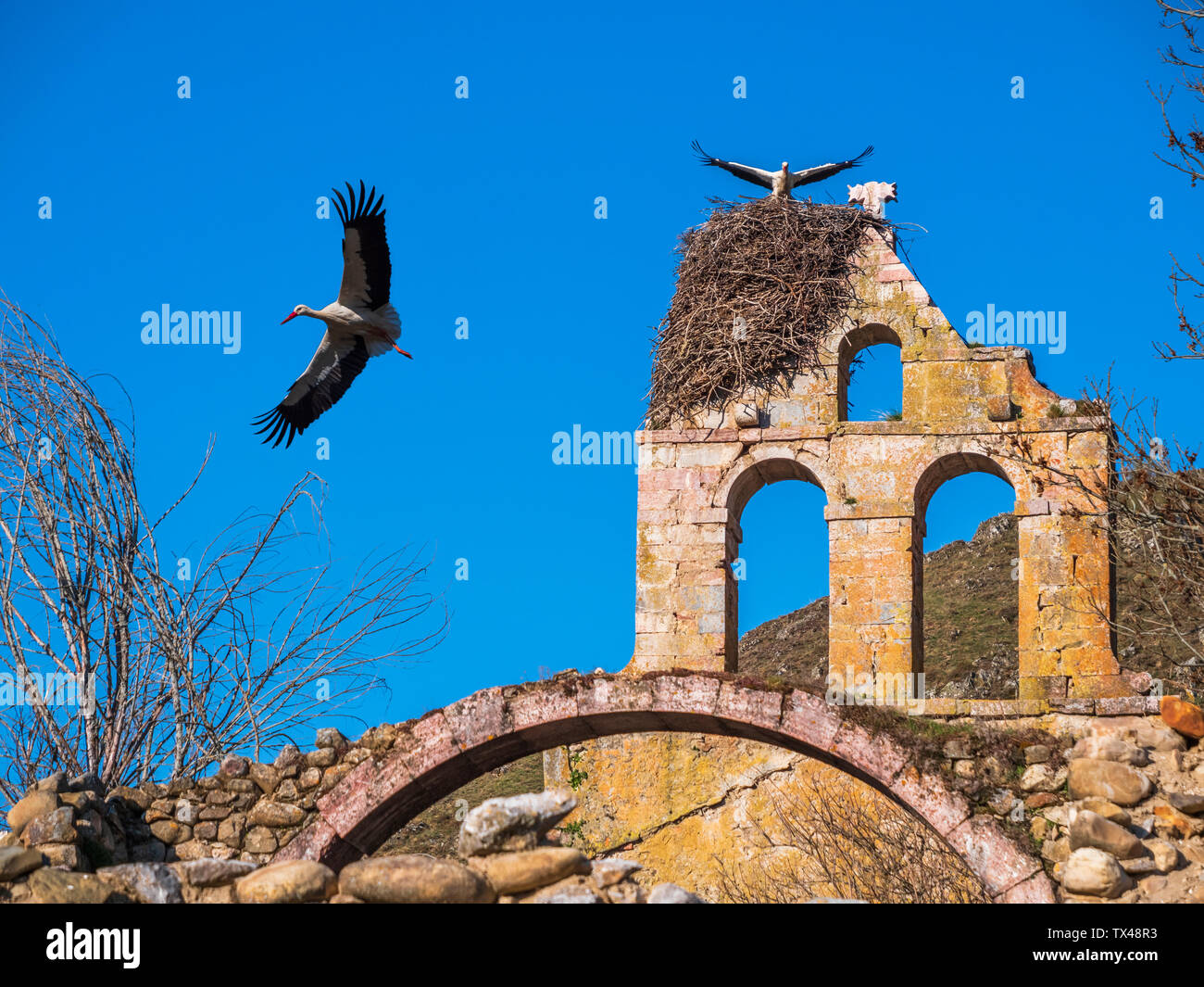L'Espagne, les Asturies, Camposolillo, monts Cantabriques, cigognes et des cigognes nichent sur une ruine de l'église Banque D'Images