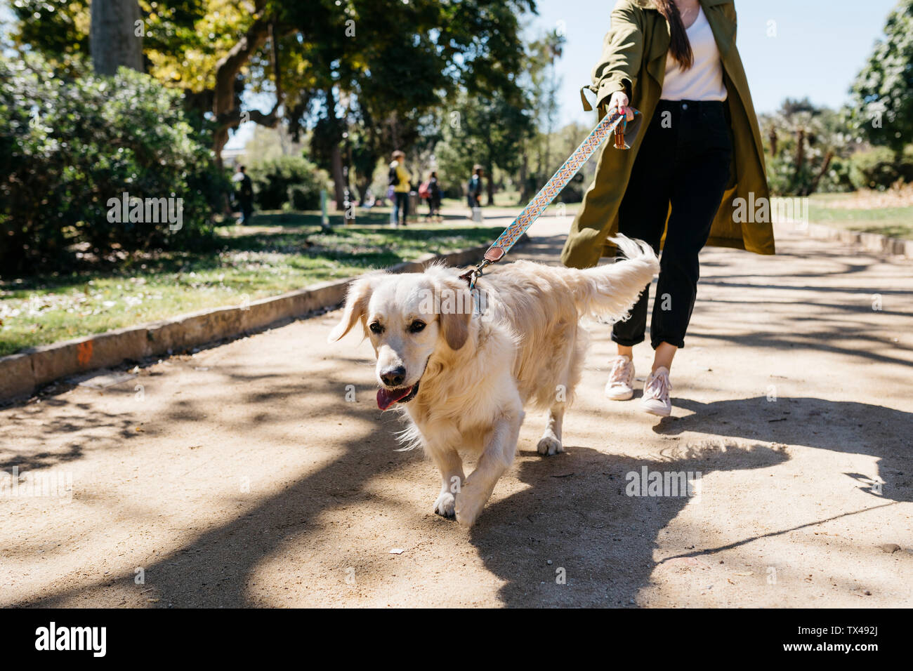 Portrait de Labrador Retriever passerelles va dans city park avec Mistress Banque D'Images
