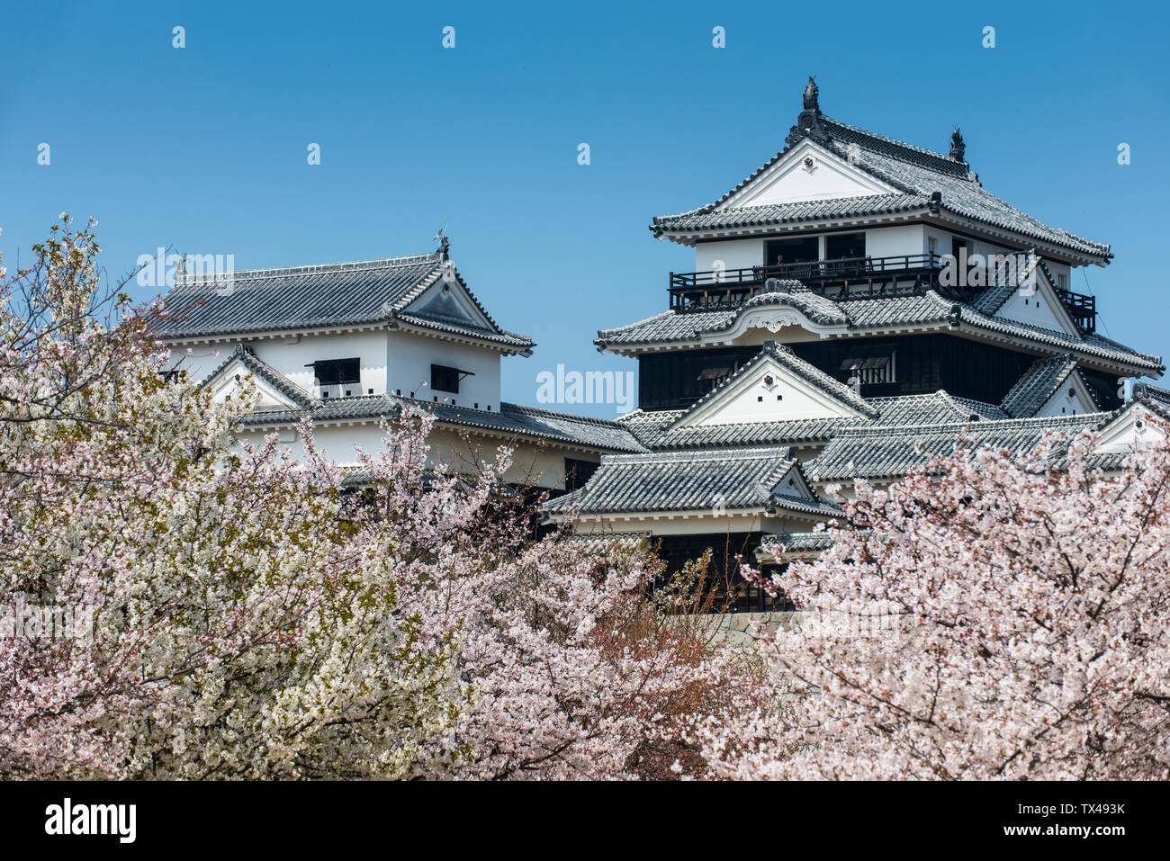 Le Japon, Shikoku, Matsuyama, vue de Matsuyama Castle à cherry blossom Banque D'Images