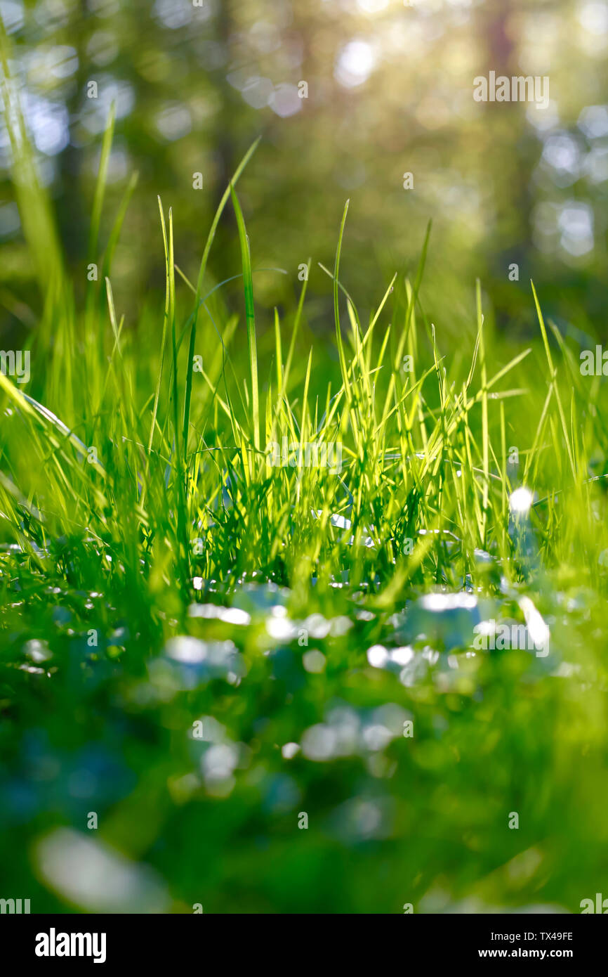 L'herbe à au printemps Banque D'Images