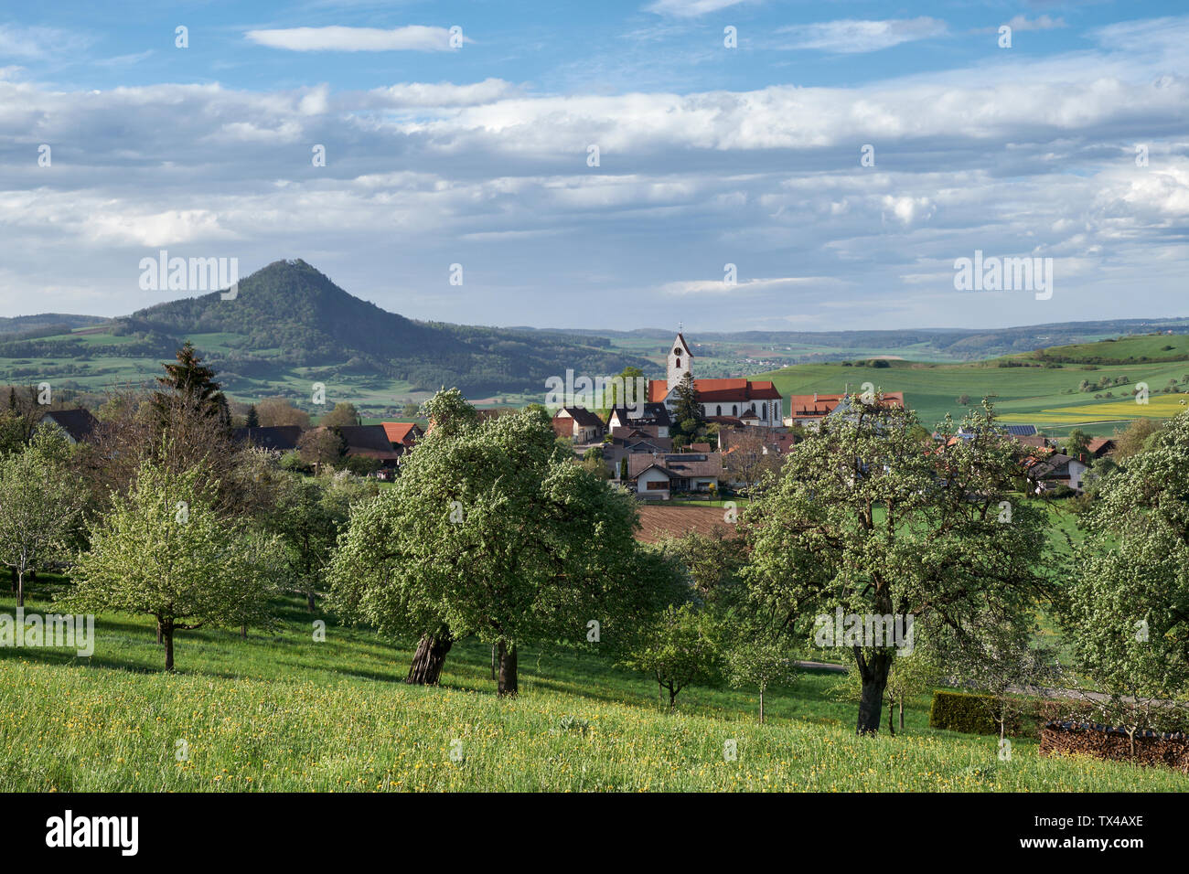 Allemagne, Weiterdingen, prairie parsemée d'arbres fruitiers et d'Hegau volcan au retour Banque D'Images