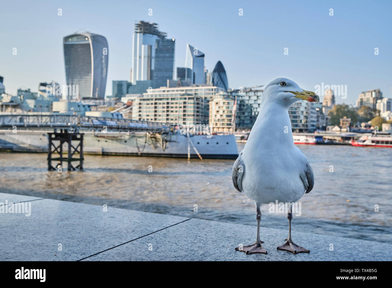 UK, Londres, mouette en face de Tamise et skyline Banque D'Images