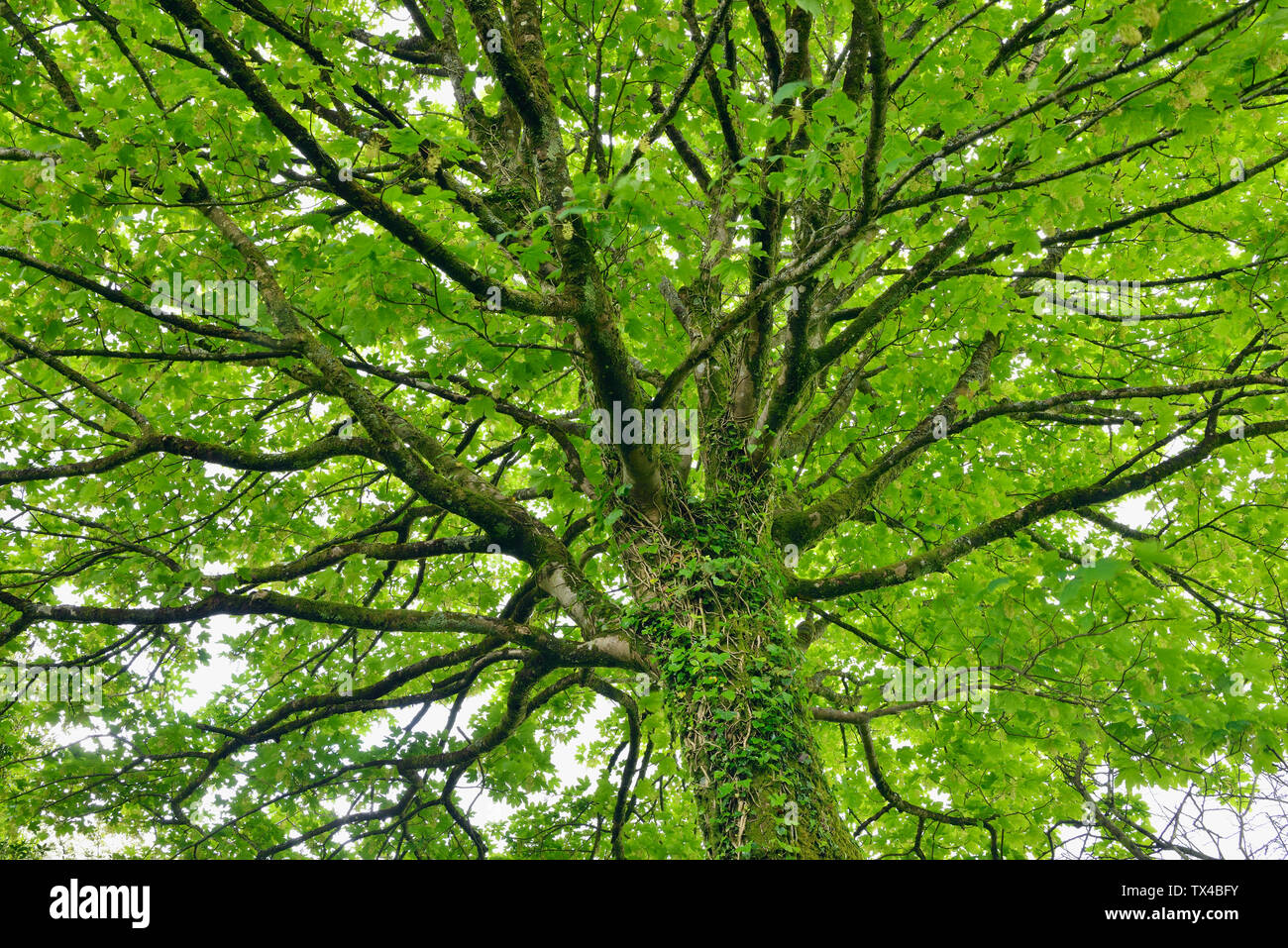 Royaume-uni, Angleterre, Cornwall, les branches d'arbres d'érable Banque D'Images