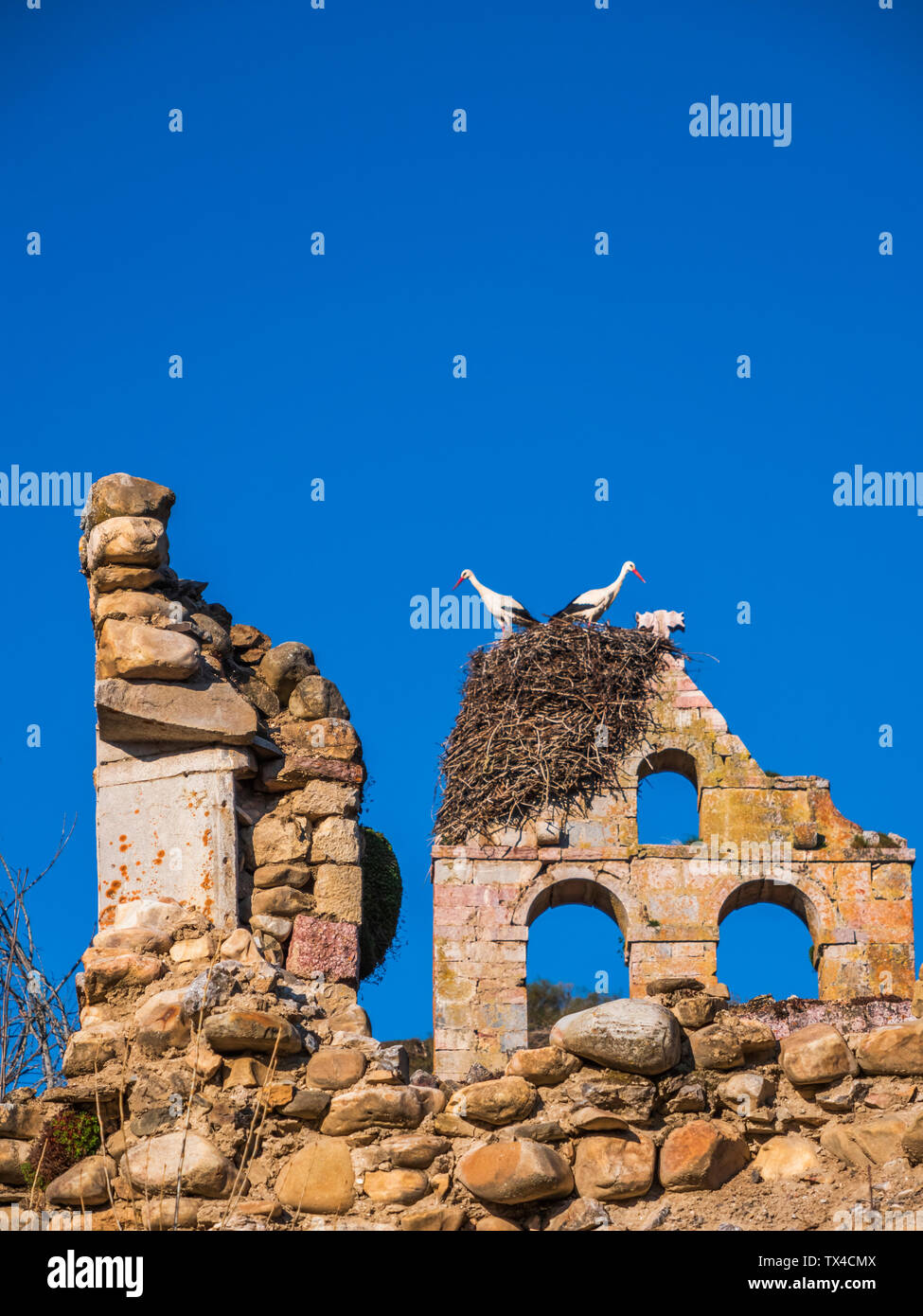 L'Espagne, les Asturies, Camposolillo, monts Cantabriques, cigognes et des cigognes nichent sur une ruine de l'église Banque D'Images