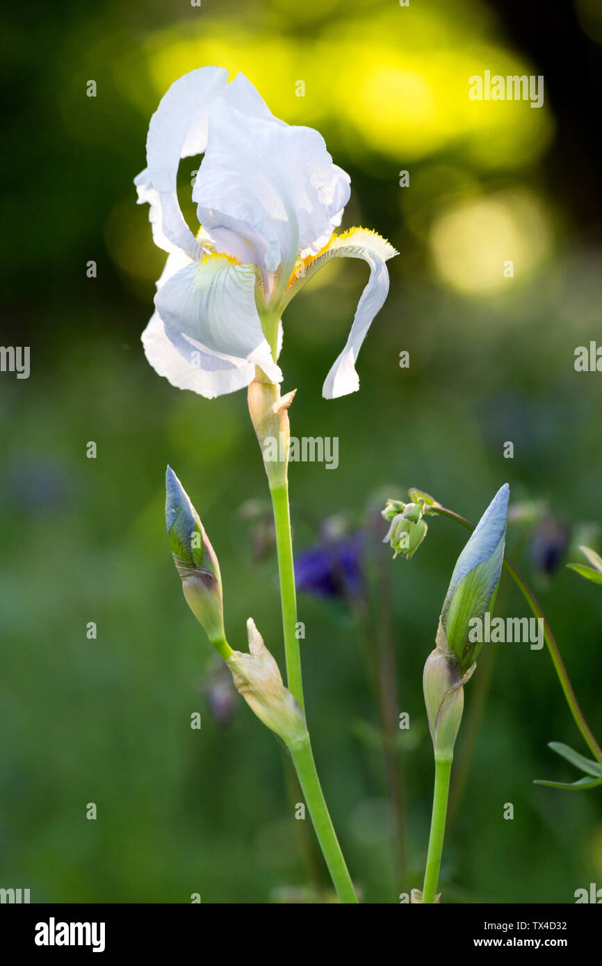 Sword lily, Gladiolus blanc Banque D'Images