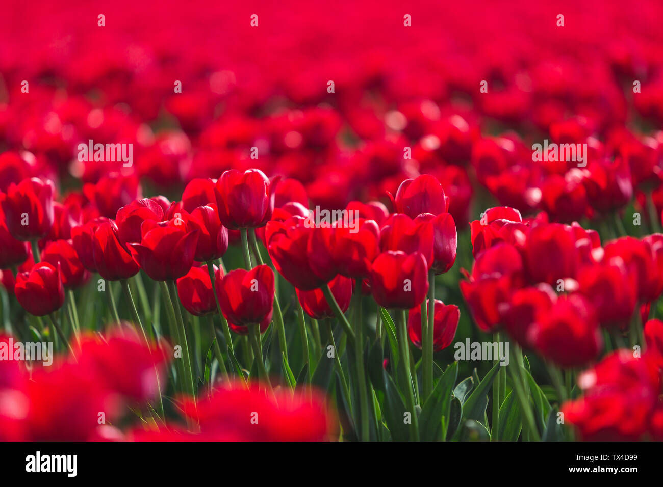 Allemagne, champ de tulipes rouges Banque D'Images