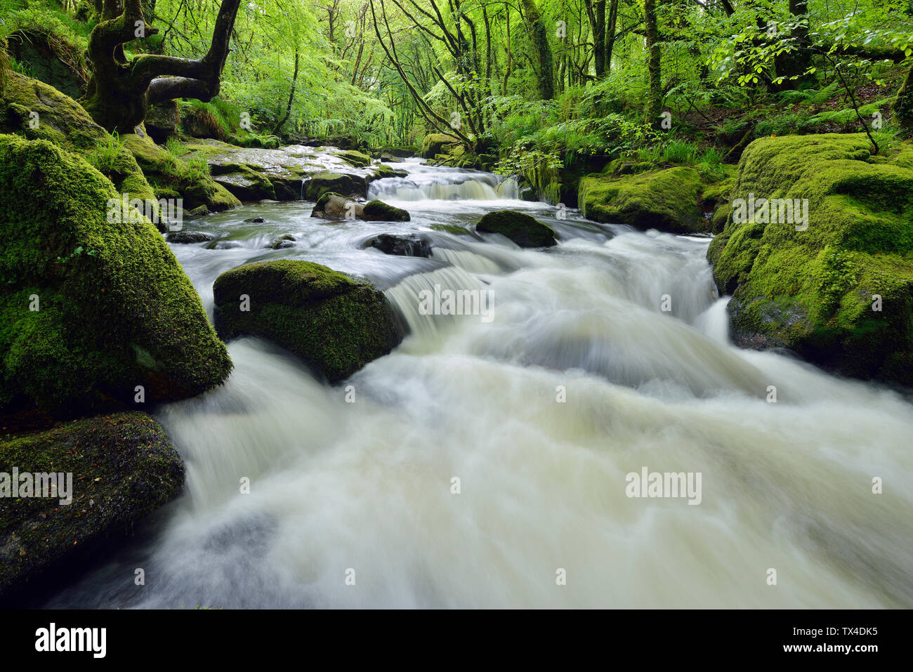 Royaume-uni, Angleterre, Cornouailles, Liskeard, fleuve Fowey, Golitha Falls Banque D'Images