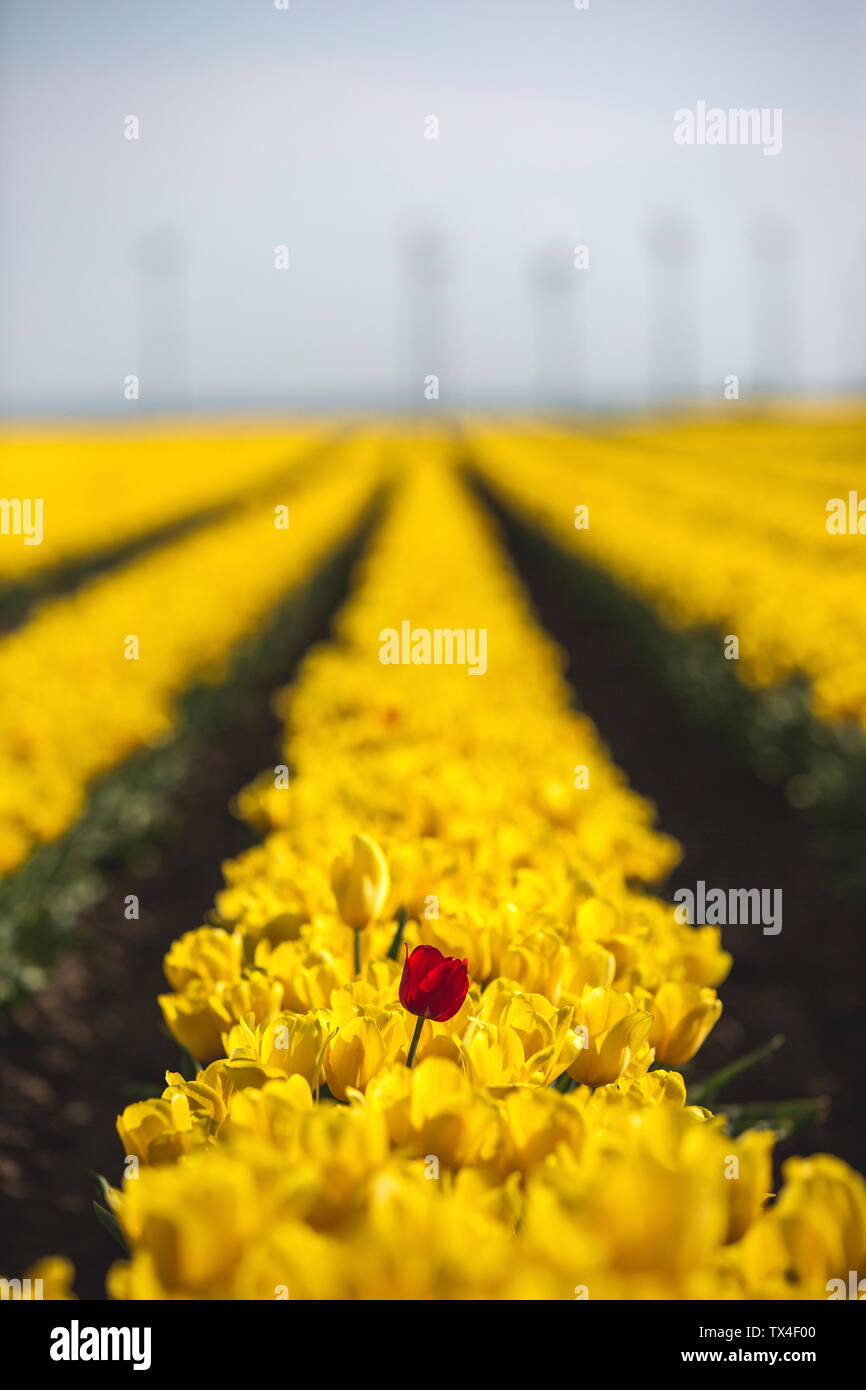 Allemagne, champ de tulipes jaunes avec une seule tulipe rouge Banque D'Images