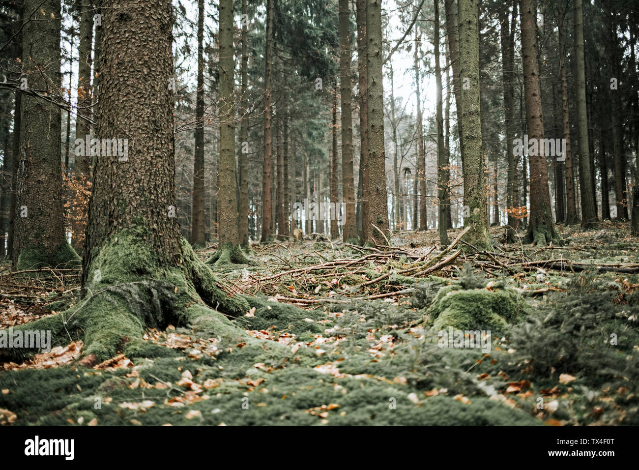 Sol de forêt de conifères Banque de photographies et d’images à haute ...