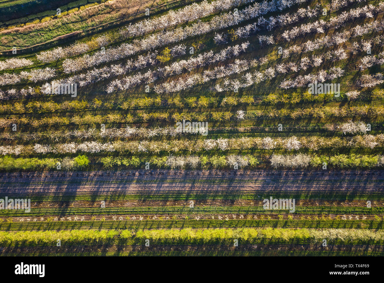 Rangées de cerisiers dans un verger au printemps, vue aérienne Banque D'Images