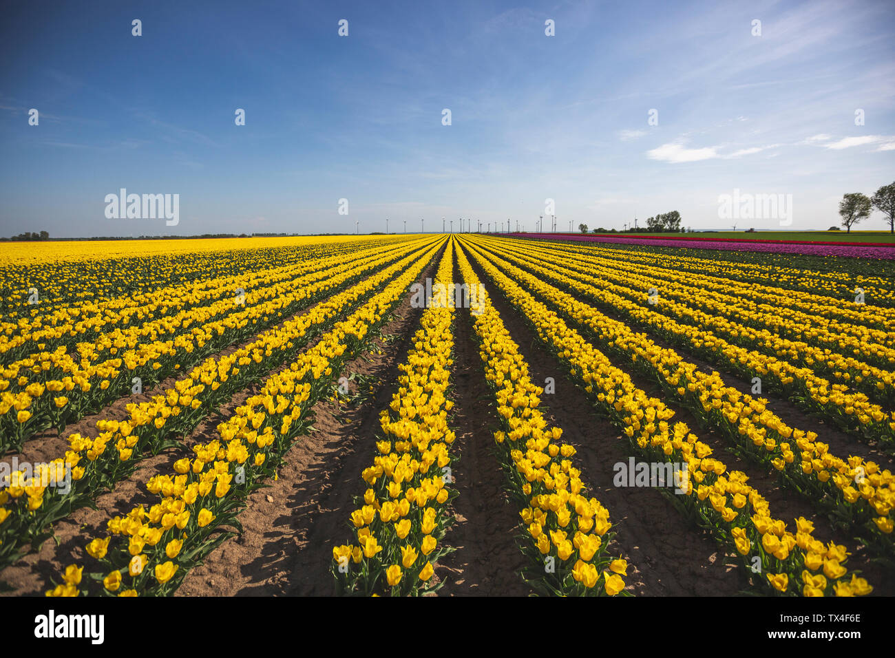 Allemagne, champ de tulipes jaune Banque D'Images