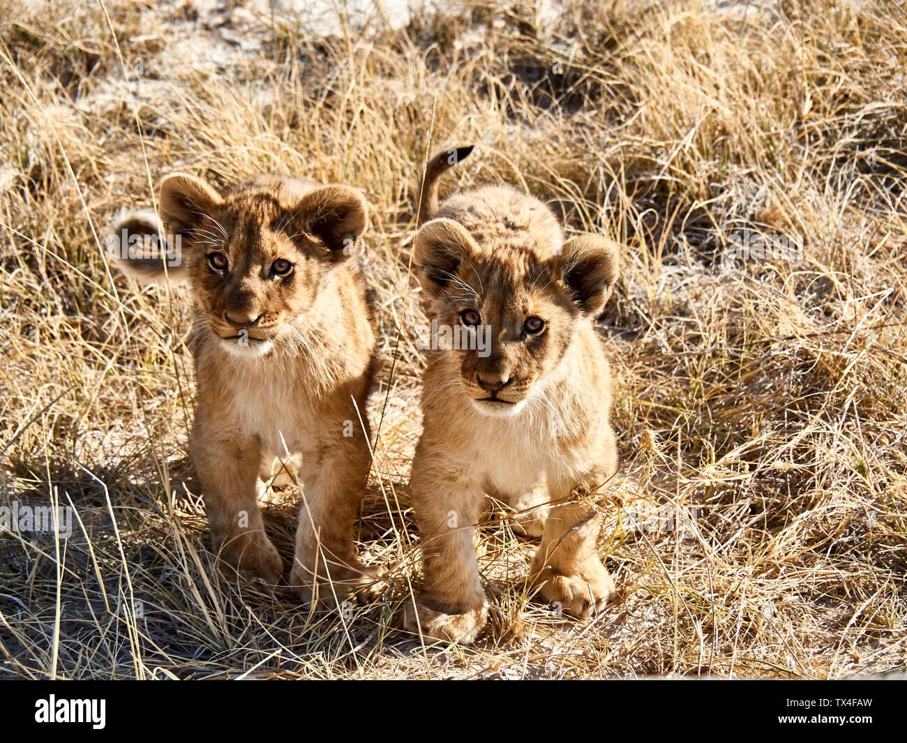 L'Afrique, la Namibie, l'Halali, Etosha National Park, portrait de deux lionceaux Banque D'Images