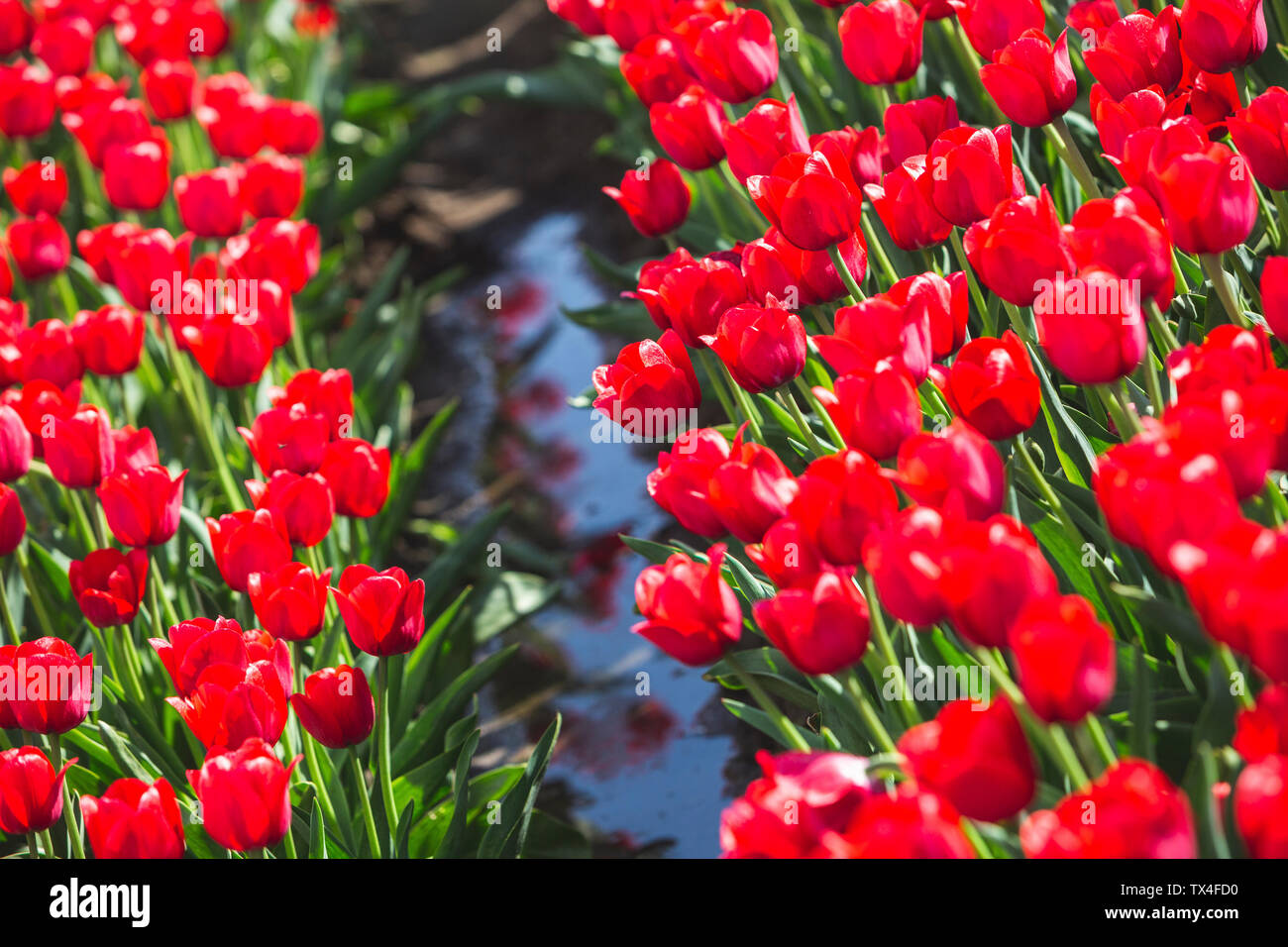 Allemagne, champ de tulipes rouges Banque D'Images