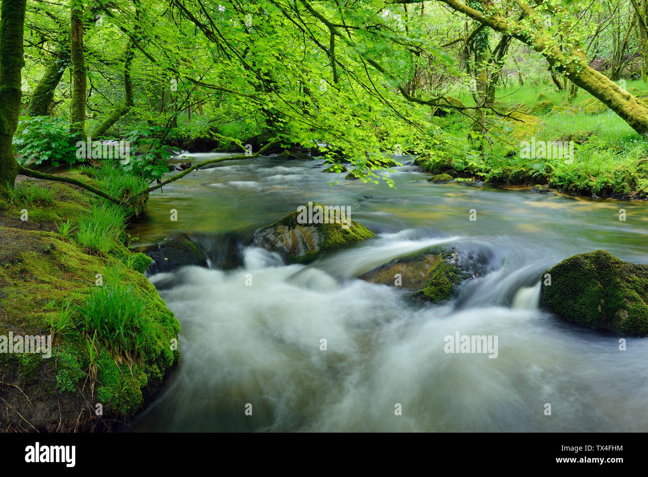 Royaume-uni, Angleterre, Cornouailles, Liskeard, fleuve Fowey, Golitha Falls Banque D'Images