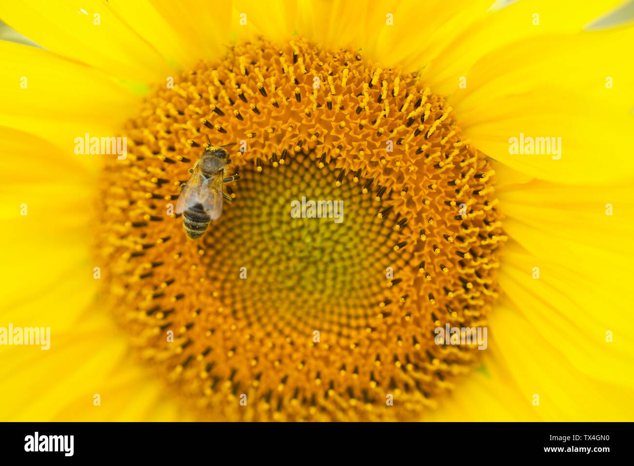 Abeille de nourriture sur le tournesol, close-up Banque D'Images