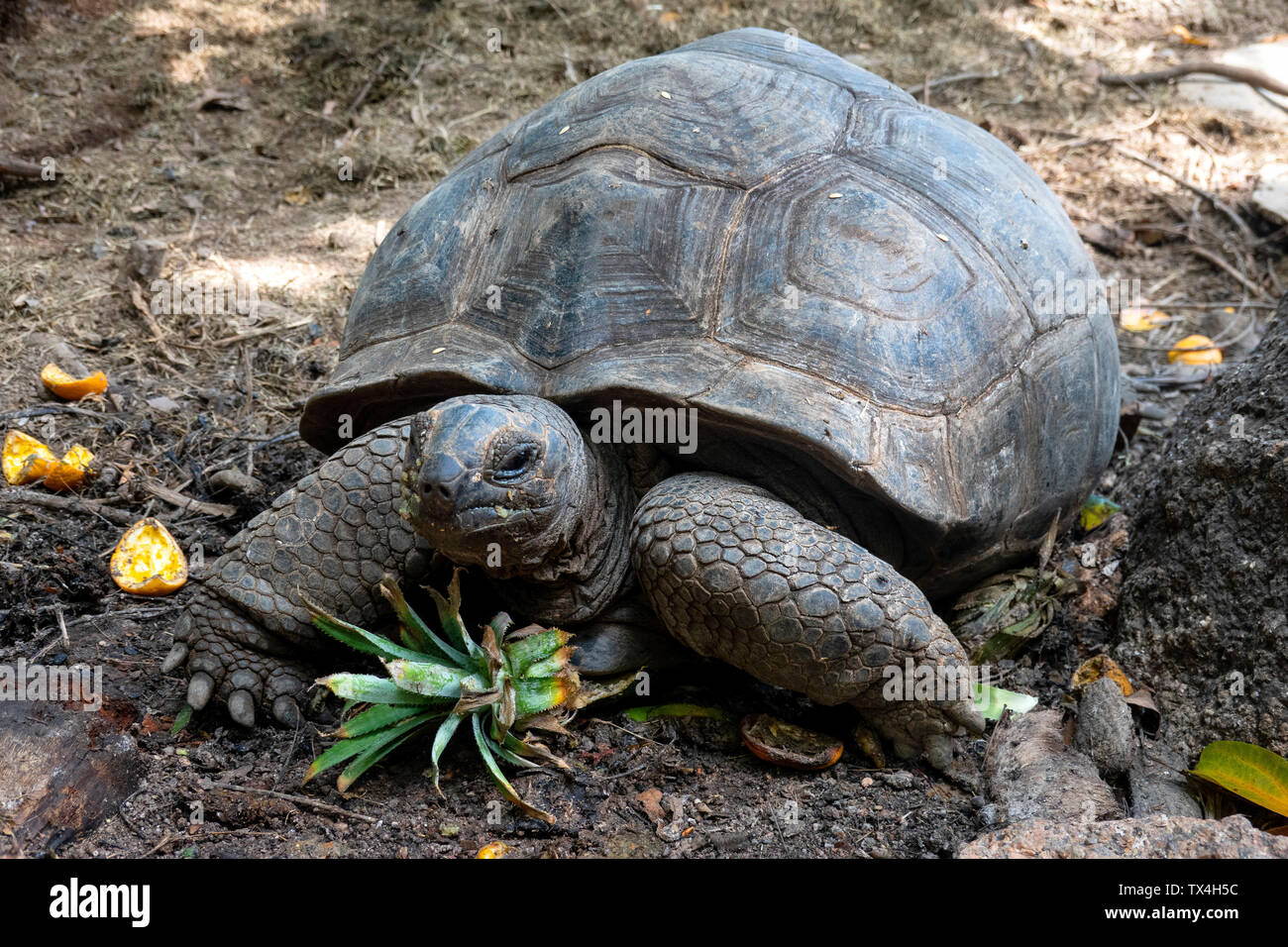 Seychelles, portrait de tortues géantes, close-up Banque D'Images