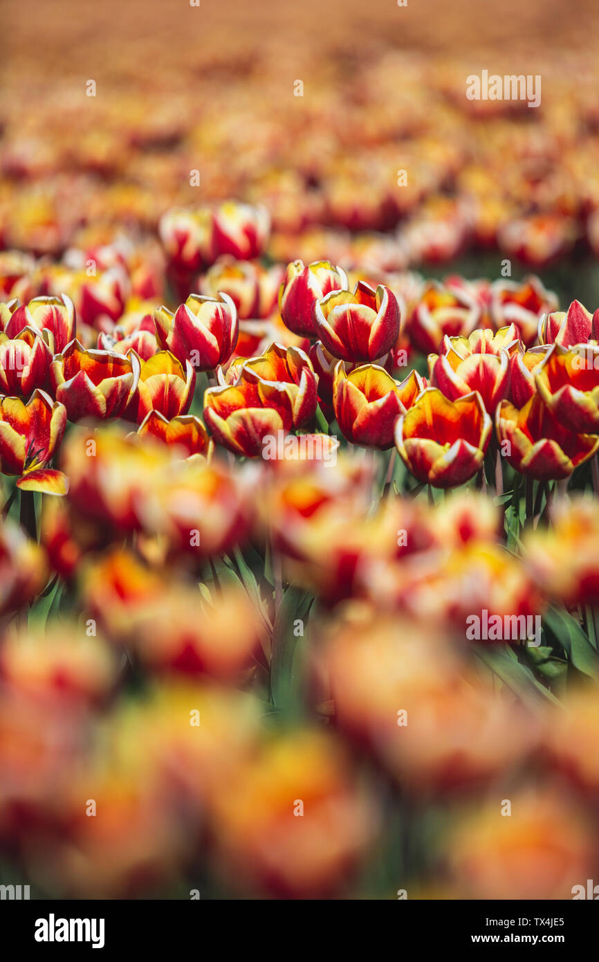Champ de tulipes, Allemagne Banque D'Images
