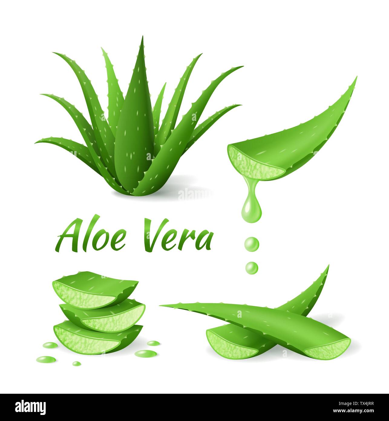 Ensemble d'Aloe Vera, plante verte réaliste, les feuilles et couper des morceaux Illustration de Vecteur