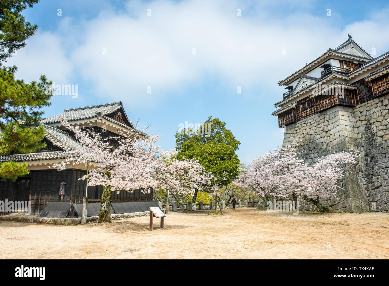 Le Japon, Shikoku, Matsuyama, vue de Matsuyama Castle à la saison des cerisiers en fleur Banque D'Images