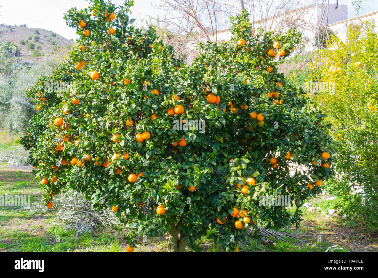 × Citrus sinensis, Orange Tree chargés de fruits, prête à être cueillie Banque D'Images