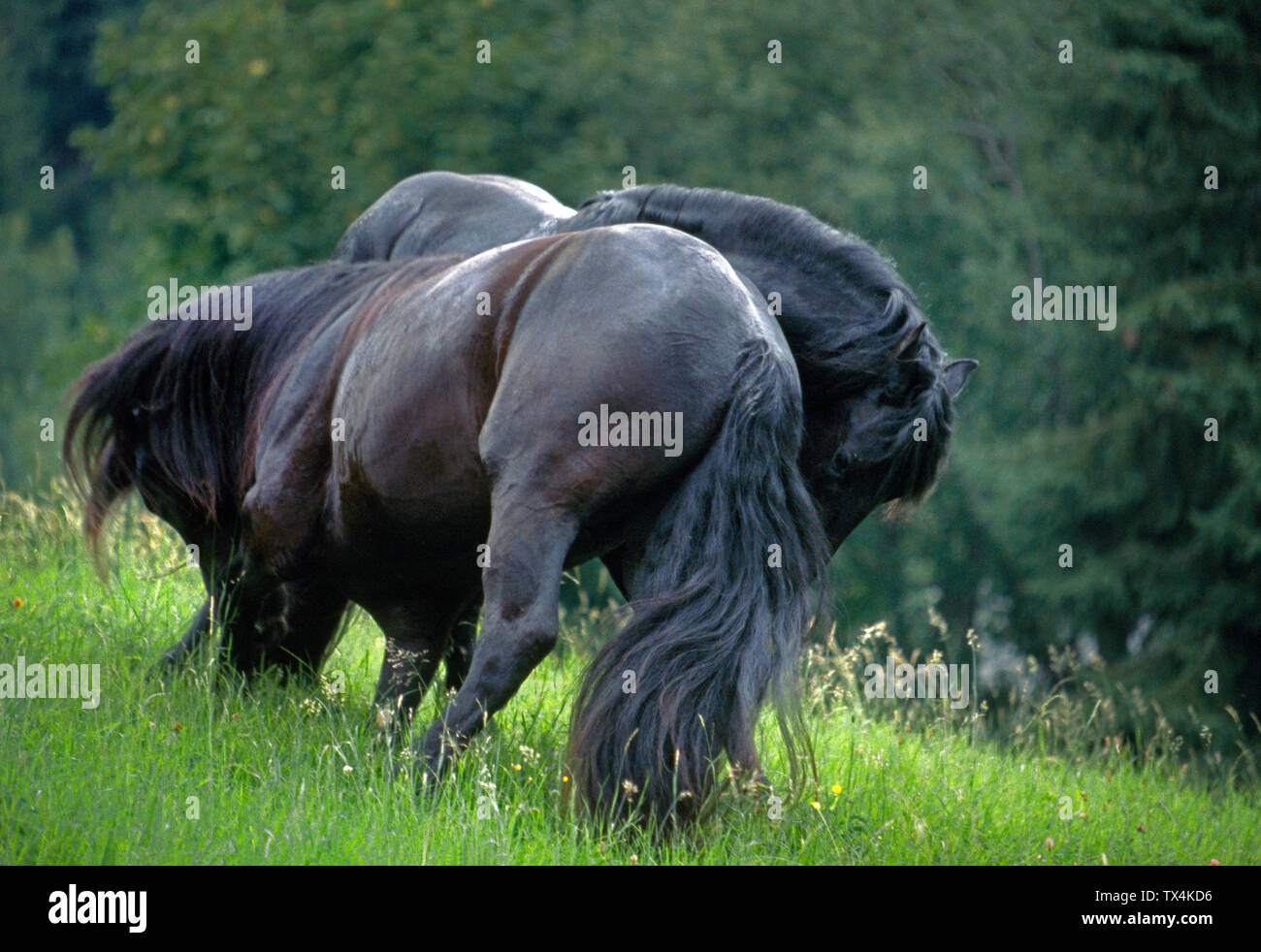 Les chevaux frisons Banque D'Images