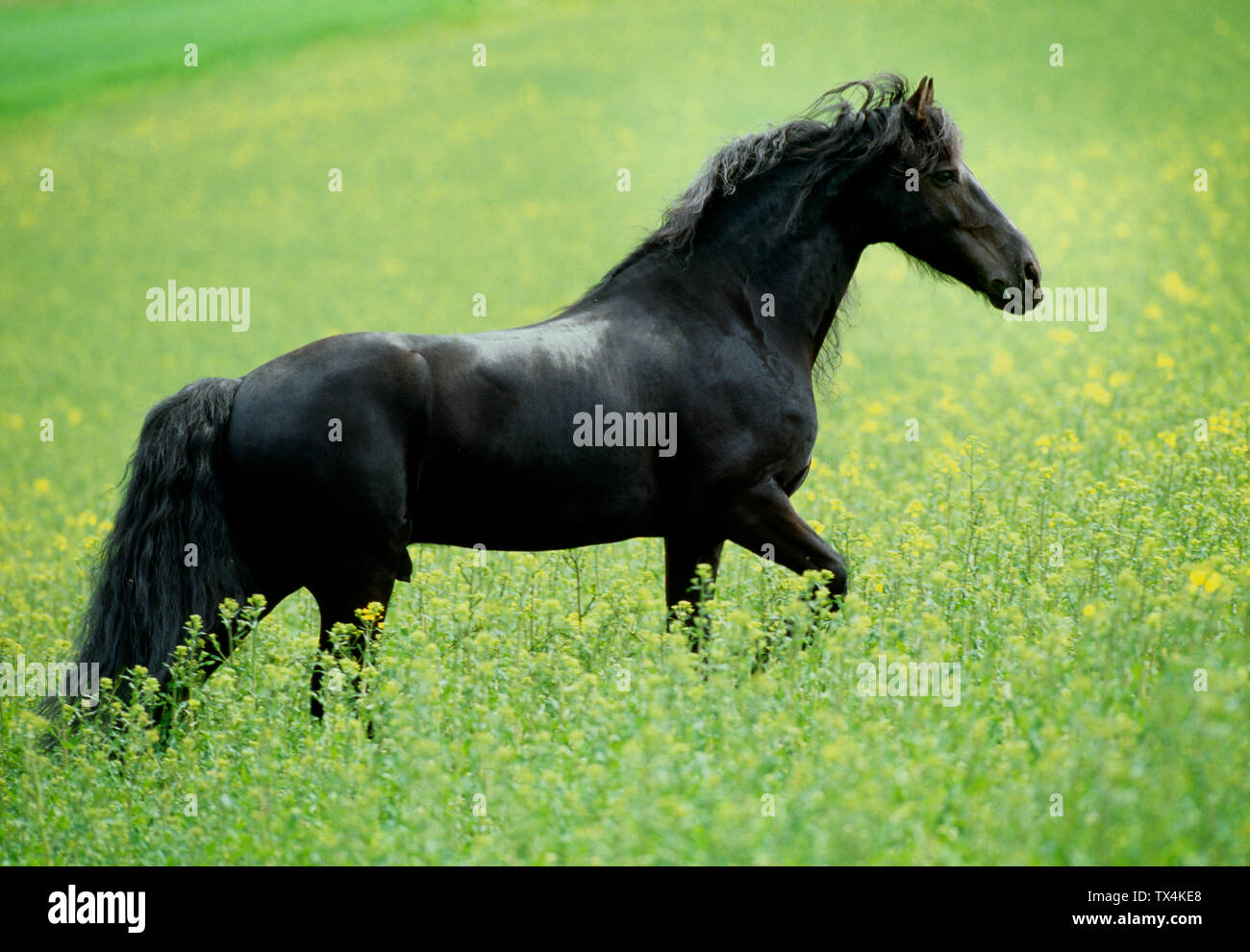 Les chevaux frisons Banque D'Images