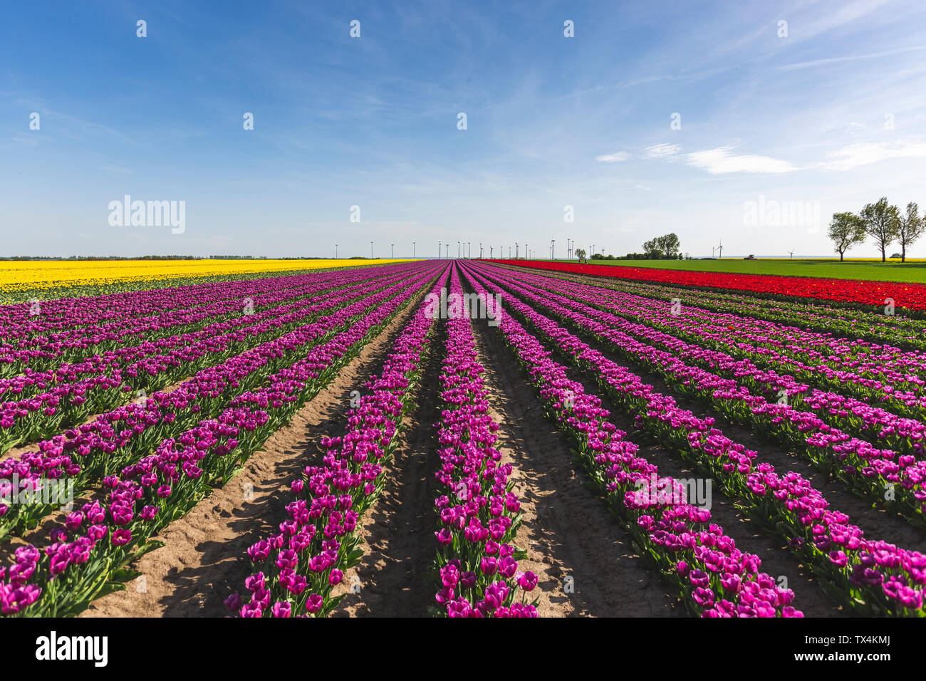 L'Allemagne, les champs de tulipes Banque D'Images