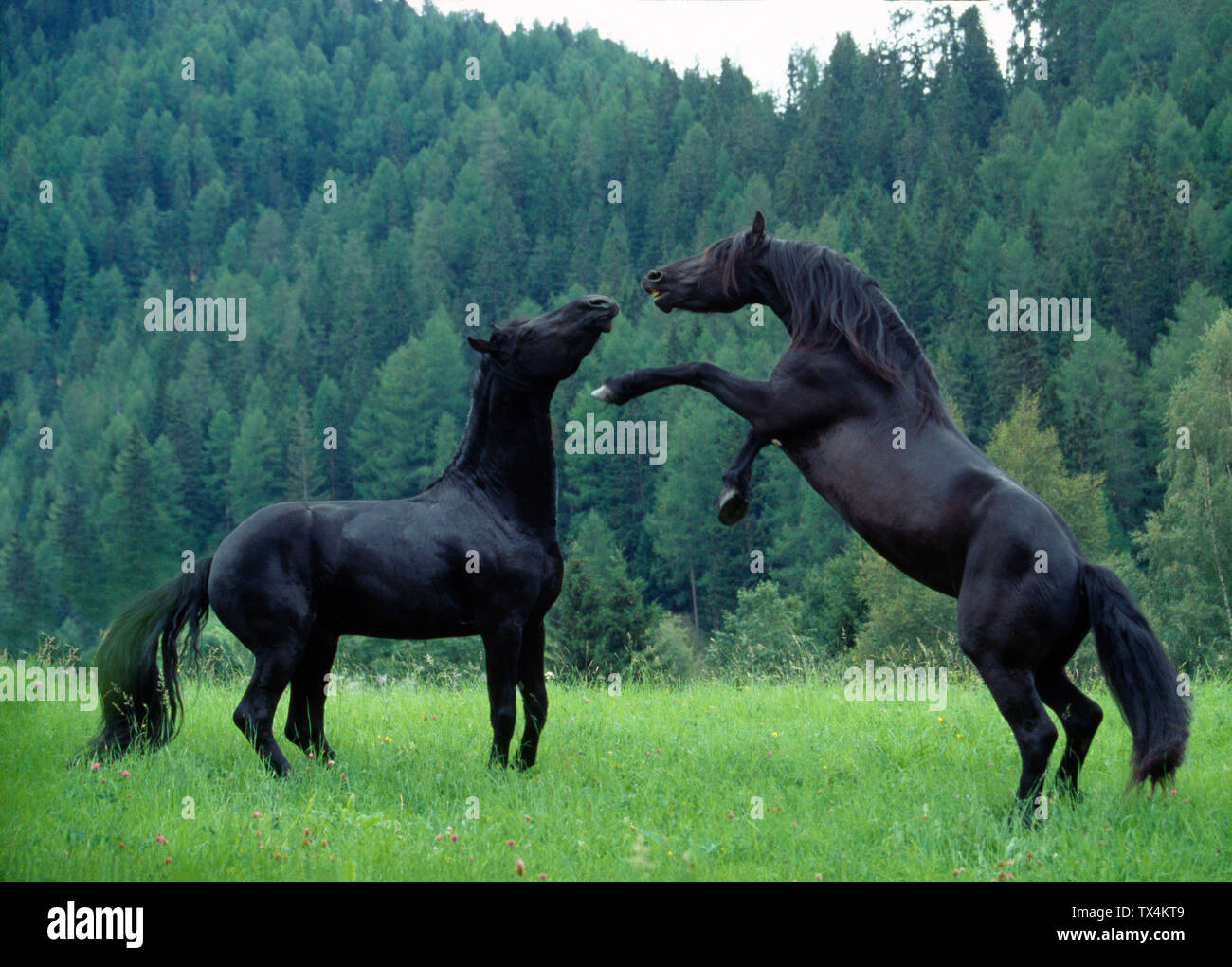 Les chevaux frisons Banque D'Images