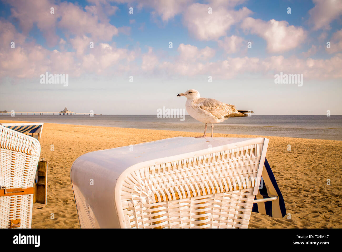 Allemagne, Usedom Heringsdorf, Seagull sur chaise de plage à capuchon Banque D'Images