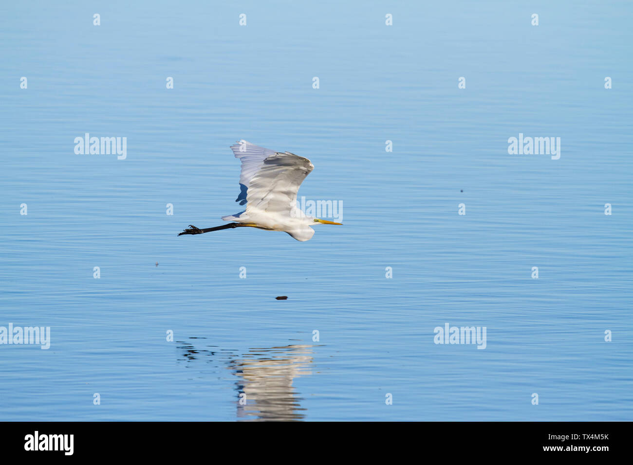 Allemagne, Bavière, Chiemsee, grande aigrette en vol Banque D'Images