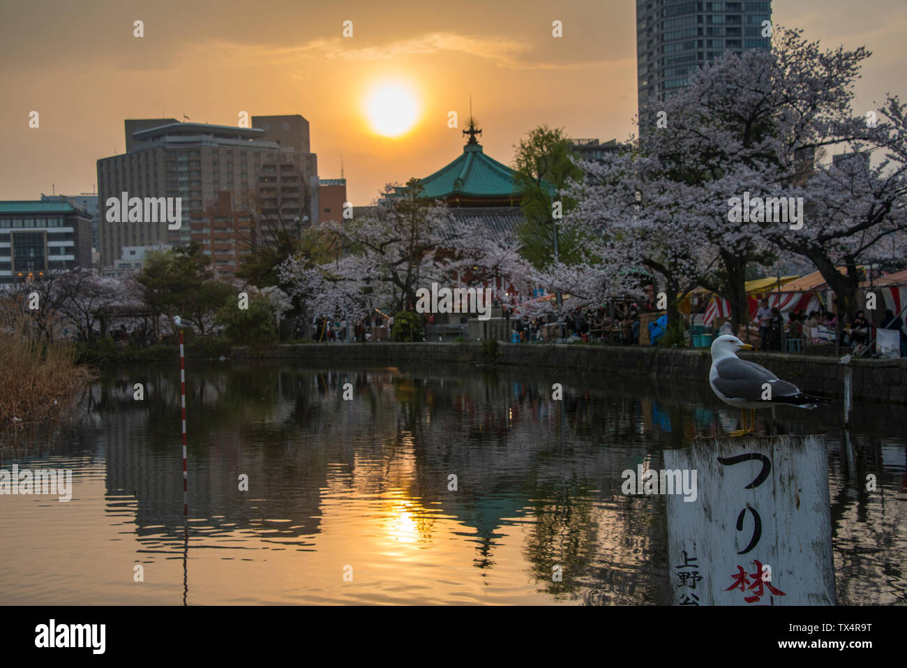 Japon, Tokyo, Ueno, le parc Ueno, coucher du soleil à cherry saison fleurs Banque D'Images
