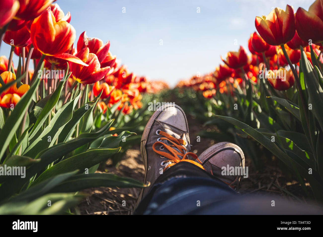 Allemagne, woman's pieds dans un champ de tulipes Banque D'Images
